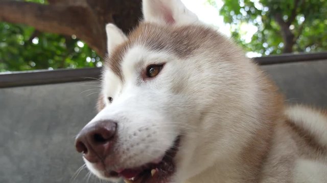 Husky Dog Portrait Outdoors