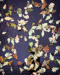 autumn pattern. fallen leaves on wet asphalt