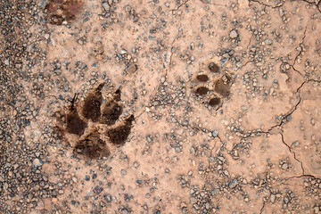 Footprints dog