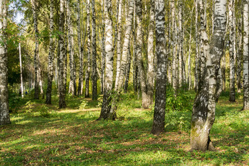 Birch Trees in Autumn Park