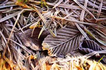 brown fallen leaves on the land and the grass in the frost. Crystals of frost on the plants. natural background of late autumn.
