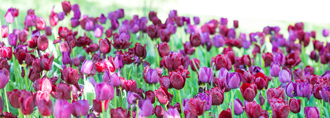 Tulip / natural tulips inside garden in springtime / background of tulips / beautiful tulips background in summer tim. / wallpaper natural.