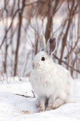 Snowshoe hare or Varying hare (Lepus americanus) in winter in Canada