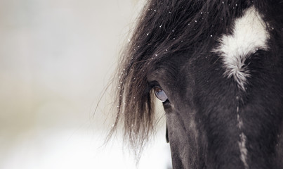 Eye of a sporting horse closeup. - obrazy, fototapety, plakaty