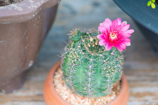 Closed up cactus and flower in pot