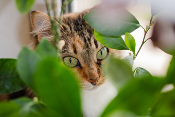 пестрая кошка с зелеными красивыми глазами в листве