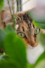 Cat hiding behind green leaves
