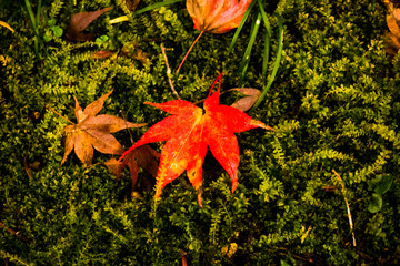 Yokokura Temple in Gifu, the leaves of the trees change to beautiful colors.