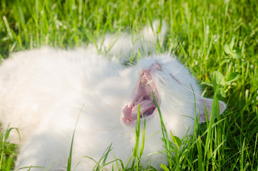белый пушистый кот лежит на зеленой траве и зевает