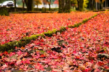 Yokokura Temple in Gifu, the leaves of the trees change to beautiful colors.