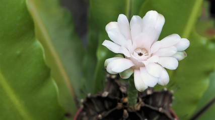 Sweet cactus flower with the blurry green leaves background