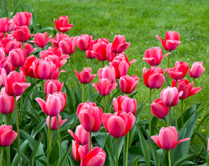 Pink tulips in garden on background of green grass