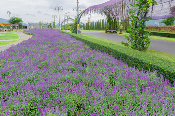 Ornamental Public Gardens and Bushes greenery and flowers in tha