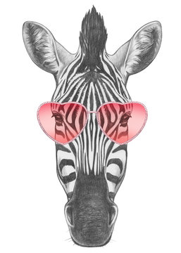 Zebra in Love!Portrait of Zebra with glasses. Hand drawn illustration.
