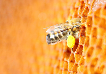 Bee pollen packs in the cell. Honeycomb