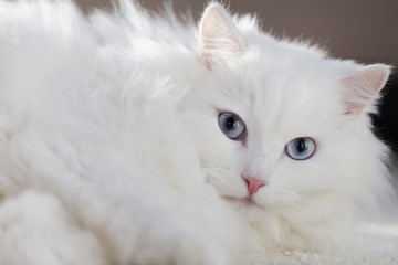 white cat with blue eyes / pet