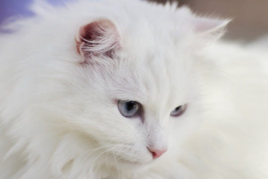 White Cat With Blue Eyes