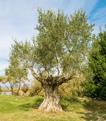 Olive Tree survivor.Torcello, Italy, October 10,, 2016: European olive tree 150 years, say that the...