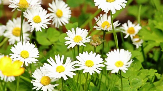 Smooth slide shot of fresh daises in lush green grass with wildflowers 