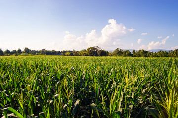 Fototapeta na wymiar green corn field under blue sky in summer.