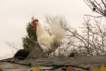 White Rooster on Roof © AnnaPa