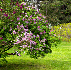 Bush of a blooming lilac in garden