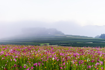 cosmos flower fields with mountain background. beautiful cosmos field in morning.
