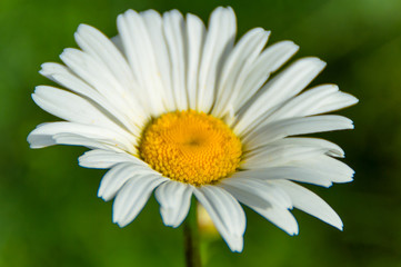 Obraz premium The little white Flower on the green Grass 3