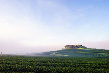 tea field with hill in fog on morning. green tea landscape.