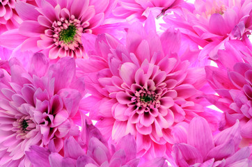 Details of pink flower for background or texture