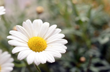 Obraz premium White daisy flowers for background