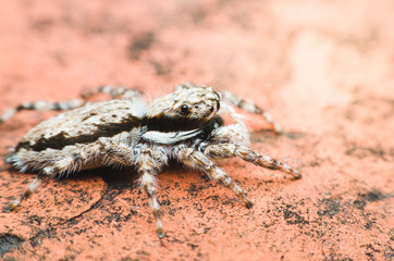 jumping spider on dirty red brick wall