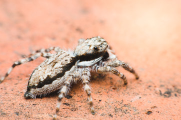 jumping spider on dirty red brick wall