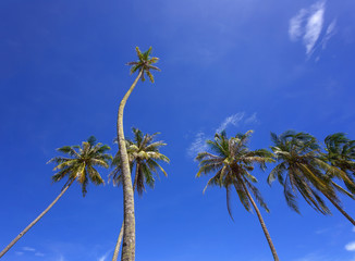 Fototapeta premium Beautiful coconut palm trees perspective view
