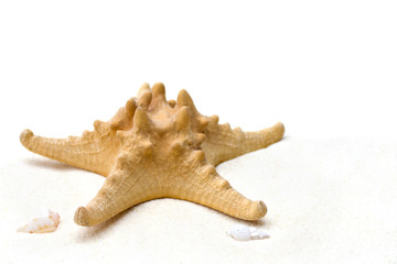 Starfish and shell on sand with white background.