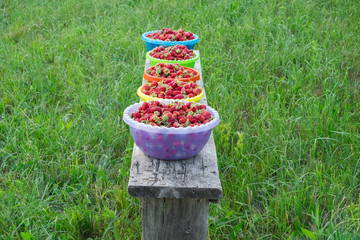 Ripe strawberries in plastic colorful bowls on a wooden bench