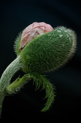 Poppy