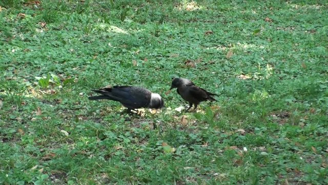 Raven feeds the hungry chick on a green grass. HD 1920x1080 Video Clip