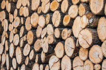 Close up image of a pile of cut trees. Timber industry concept.