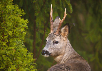 Roe deer (Capreolus capreolus).