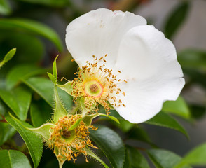 rose petals and carpel in summertime