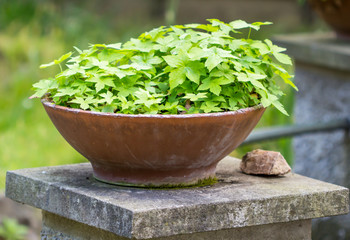 small trees inside pot background