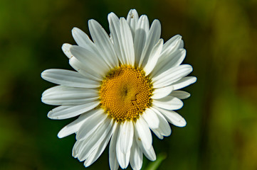 Obraz premium The little white Flower on the green Grass 4