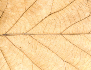 Obraz premium Texture of Dried Leaf