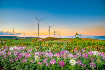 Windmills new energy with spring flower in twilight time at Khao Kho, Phetchabun, Thailand