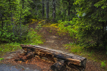Fototapeta premium lonely bench in the forest