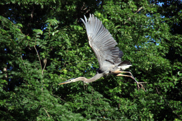 Blue Heron