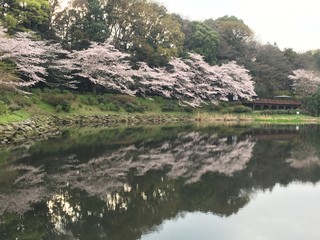 Fototapeta na wymiar 泉の森にある桜並木が池に写る