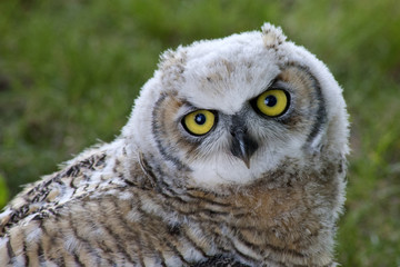 Obraz premium young horned owel