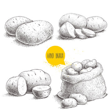 Hand drawn sketch style set illustration of ripe potatoes. Eco food vintage vector illustration